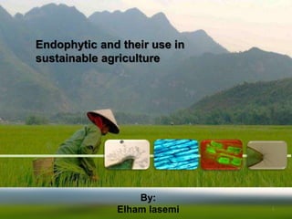 Endophytic and their use in
sustainable agriculture
By:
Elham lasemi 1
 