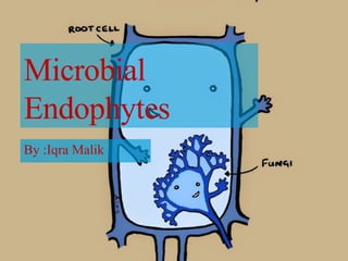 Microbial
Endophytes
By :Iqra Malik
 