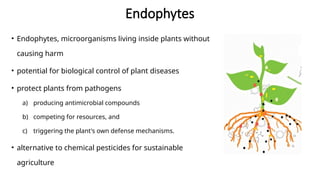 Endophytes and their role in plant microbiome.pptx