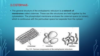 endoplasmic reticulum publish paper by deepak.pptx