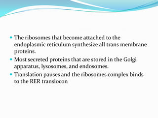  The ribosomes that become attached to the

endoplasmic reticulum synthesize all trans membrane
proteins.
 Most secreted proteins that are stored in the Golgi
apparatus, lysosomes, and endosomes.
 Translation pauses and the ribosomes complex binds
to the RER translocon

 
