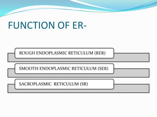 FUNCTION OF ERROUGH ENDOPLASMIC RETICULUM (RER)

SMOOTH ENDOPLASMIC RETICULUM (SER)

SACROPLASMIC RETICULUM (SR)

 