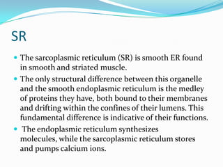 SR
 The sarcoplasmic reticulum (SR) is smooth ER found

in smooth and striated muscle.
 The only structural difference between this organelle
and the smooth endoplasmic reticulum is the medley
of proteins they have, both bound to their membranes
and drifting within the confines of their lumens. This
fundamental difference is indicative of their functions.
 The endoplasmic reticulum synthesizes
molecules, while the sarcoplasmic reticulum stores
and pumps calcium ions.

 