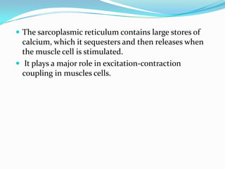  The sarcoplasmic reticulum contains large stores of

calcium, which it sequesters and then releases when
the muscle cell is stimulated.
 It plays a major role in excitation-contraction
coupling in muscles cells.

 