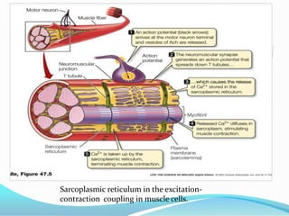 Sarcoplasmic reticulum in the excitationcontraction coupling in muscle cells.

 