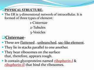 PHYSICAL STRUCTURE The ER is 3-dimensional network of intracellular. It is

formed of three types of element:

1-Cisternae
2-Tubules
3-Vesicles

Cisternae These are flattened , unbranched, sac-like element.
 They lie in stacks parallel to one another.
 They bear ribosomes on the surface

that, therefore, appears rough.
 It contain glycoproteins named ribophorin-I &
ribophorin-II that bind the ribosomes.

 