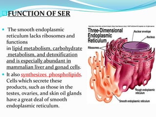 Smooth Endoplasmic Reticulum - an overview