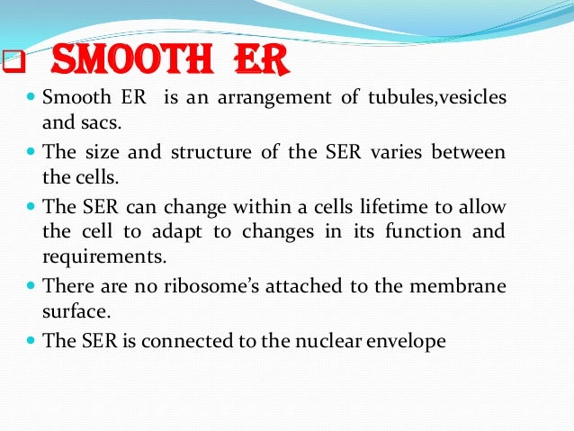 endoplasmic reticulum rough er function