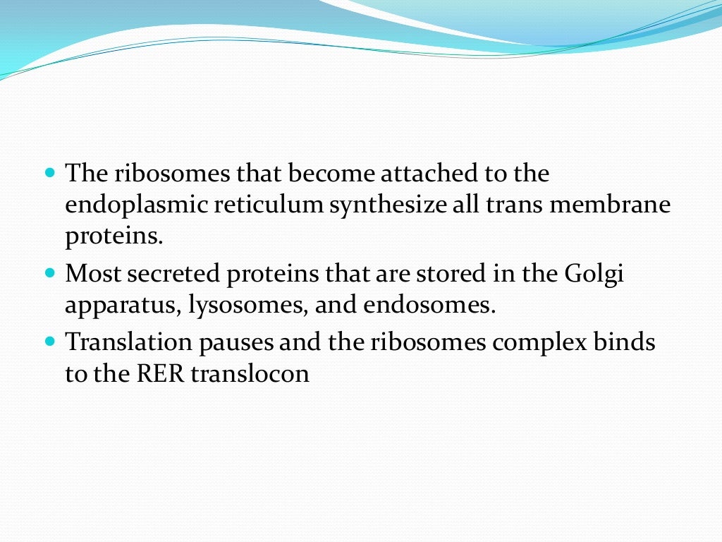 Endoplasmic reticulum