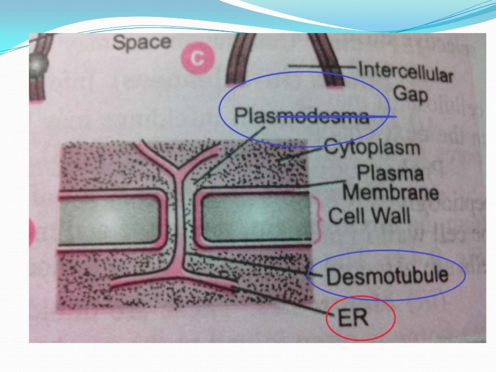 Endoplasmic reticulum