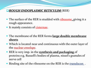  ROUGH ENDOPLASMIC RETICULIM (RER)
 The surface of the RER is studded with ribosome, giving it a

rough appearance.
 It mainly consists of cisternae.
 The membrane of the RER forms large double membrane

sheets
 Which is located near and continuous with the outer layer of
the nuclear envelope.
 RER is very imp. in the synthesis and packaging of
proteins e:g, Russell’s bodies of plasma, nissel’s granules of
nerve cell
 Binding site of the ribosome on the RER is the translocon .

 