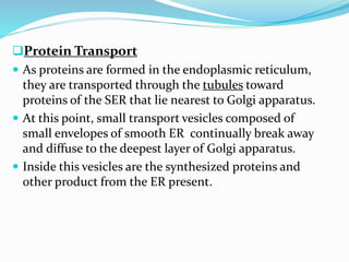 Protein Transport
 As proteins are formed in the endoplasmic reticulum,
they are transported through the tubules toward
proteins of the SER that lie nearest to Golgi apparatus.
 At this point, small transport vesicles composed of
small envelopes of smooth ER continually break away
and diffuse to the deepest layer of Golgi apparatus.
 Inside this vesicles are the synthesized proteins and
other product from the ER present.

 