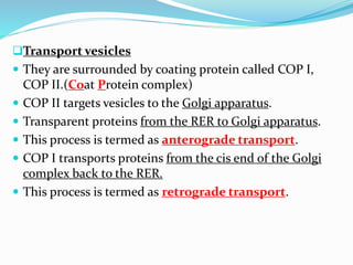 Transport vesicles
 They are surrounded by coating protein called COP I,







COP II.(Coat Protein complex)
COP II targets vesicles to the Golgi apparatus.
Transparent proteins from the RER to Golgi apparatus.
This process is termed as anterograde transport.
COP I transports proteins from the cis end of the Golgi
complex back to the RER.
This process is termed as retrograde transport.

 