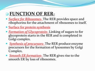 FUNCTION OF RER Surface for Ribosomes- The RER provides space and







ribophorins for the attachment of ribosomes to itself.
Surface for protein synthesis
Formation of Glycoprotein- Linking of sugars to for
glycoprotein starts in the RER and is completed in
Golgi complex.
Synthesis of precursors- The RER produce enzyme
precursors for the formation of lysosomes by Golgi
Complex.
Smooth ER formation- The RER gives rise to the
smooth ER by loss of ribosomes.

 