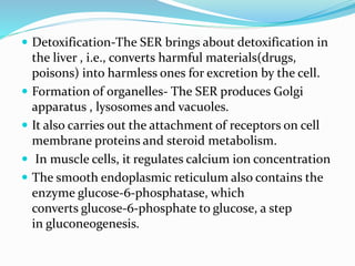  Detoxification-The SER brings about detoxification in






the liver , i.e., converts harmful materials(drugs,
poisons) into harmless ones for excretion by the cell.
Formation of organelles- The SER produces Golgi
apparatus , lysosomes and vacuoles.
It also carries out the attachment of receptors on cell
membrane proteins and steroid metabolism.
In muscle cells, it regulates calcium ion concentration
The smooth endoplasmic reticulum also contains the
enzyme glucose-6-phosphatase, which
converts glucose-6-phosphate to glucose, a step
in gluconeogenesis.

 