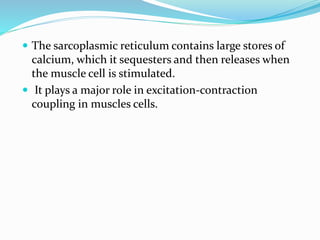  The sarcoplasmic reticulum contains large stores of

calcium, which it sequesters and then releases when
the muscle cell is stimulated.
 It plays a major role in excitation-contraction
coupling in muscles cells.

 