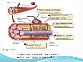 Sarcoplasmic reticulum in the excitationcontraction coupling in muscle cells.

 