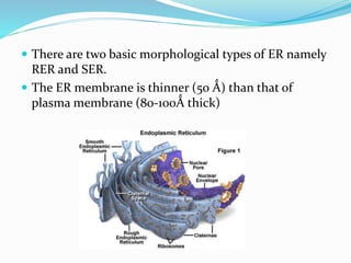  There are two basic morphological types of ER namely

RER and SER.
 The ER membrane is thinner (50 Ǻ) than that of
plasma membrane (80-100Ǻ thick)

 