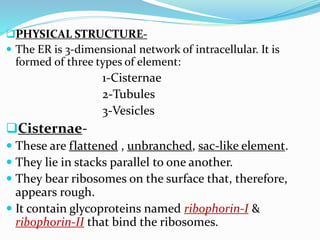 PHYSICAL STRUCTURE The ER is 3-dimensional network of intracellular. It is

formed of three types of element:

1-Cisternae
2-Tubules
3-Vesicles

Cisternae These are flattened , unbranched, sac-like element.
 They lie in stacks parallel to one another.
 They bear ribosomes on the surface that, therefore,
appears rough.
 It contain glycoproteins named ribophorin-I &
ribophorin-II that bind the ribosomes.

 