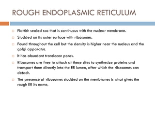 ROUGH ENDOPLASMIC RETICULUM
 Flattish sealed sac that is continuous with the nuclear membrane.
 Studded on its outer surface with ribosomes.
 Found throughout the cell but the density is higher near the nucleus and the
golgi apparatus.
 It has abundant translocon pores.
 Ribosomes are free to attach at these sites to synthesize proteins and
transport them directly into the ER lumen, after which the ribosomes can
detach.
 The presence of ribosomes studded on the membranes is what gives the
rough ER its name.
 
