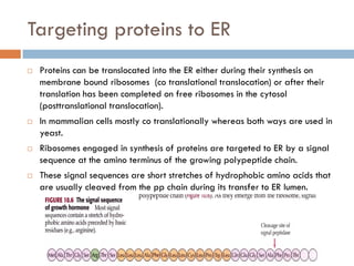 Targeting proteins to ER
 Proteins can be translocated into the ER either during their synthesis on
membrane bound ribosomes (co translational translocation) or after their
translation has been completed on free ribosomes in the cytosol
(posttranslational translocation).
 In mammalian cells mostly co translationally whereas both ways are used in
yeast.
 Ribosomes engaged in synthesis of proteins are targeted to ER by a signal
sequence at the amino terminus of the growing polypeptide chain.
 These signal sequences are short stretches of hydrophobic amino acids that
are usually cleaved from the pp chain during its transfer to ER lumen.
 