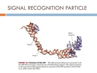 SIGNAL RECOGNITION PARTICLE
 