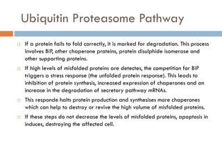 Ubiquitin Proteasome Pathway
 If a protein fails to fold correctly, it is marked for degradation. This process
involves BiP, other chaperone proteins, protein disulphide isomerase and
other supporting proteins.
 If high levels of misfolded proteins are detectes, the competition for BiP
triggers a stress response (the unfolded protein response). This leads to
inhibition of protein synthesis, increased expression of chaperones and an
increase in the degradation of secretory pathway mRNAs.
 This responde halts protein production and synthesises more chaperones
which can help to destroy or revive the high volume of misfolded proteins.
 If these steps do not decrease the levels of misfolded proteins, apoptosis in
induces, destroying the affected cell.
 