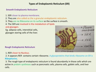 Difference Between Ser And Rer Endoplasmic reticulum | PPTX