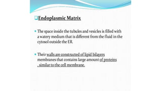 Endoplasmic reticulum