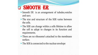 Endoplasmic reticulum