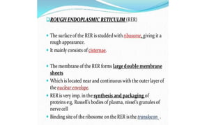 Endoplasmic reticulum
