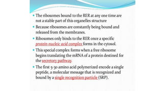 Endoplasmic reticulum