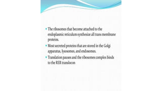 Endoplasmic reticulum