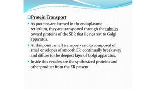 Endoplasmic reticulum