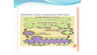 Endoplasmic reticulum