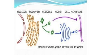 Endoplasmic reticulum