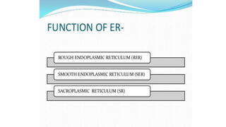 Endoplasmic reticulum