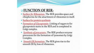Endoplasmic reticulum