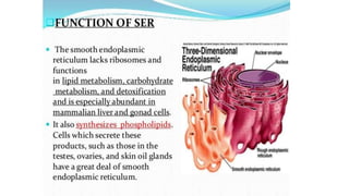 Endoplasmic reticulum