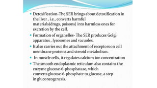Endoplasmic reticulum