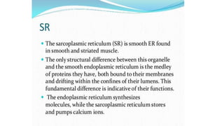 Endoplasmic reticulum
