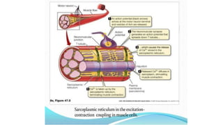 Endoplasmic reticulum