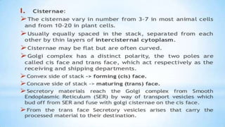Endoplasmic reticulum