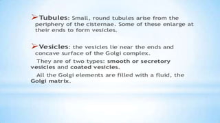 Endoplasmic reticulum
