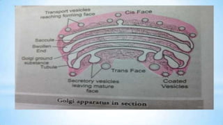 Endoplasmic reticulum