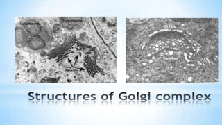 Endoplasmic reticulum