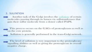 Endoplasmic reticulum