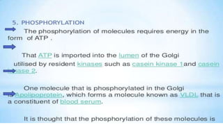 Endoplasmic reticulum