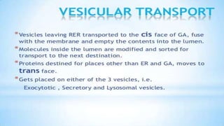 Endoplasmic reticulum
