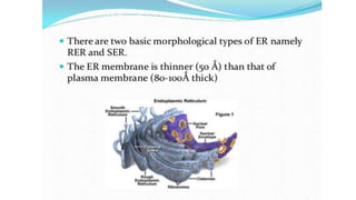 Endoplasmic reticulum